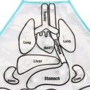 Tablier d'enfant avec organes autocollants 4
