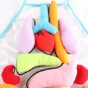 Tablier d'enfant avec organes autocollants 5