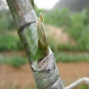 Ταινία Εμβολιασμού H899 5