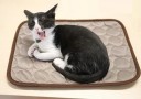 Tapis rafraîchissant pour chiens et chats 150 x 100 cm 1