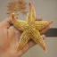 Természetes tengeri csillag 2 db 3