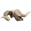 Teschio di capra decorativo 2
