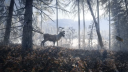 theHunter: Call of the Wild Silver Bundle Steam CD Key CD klíč 7