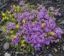 Thyme Seeds Thymus praecox 100 pcs Ground Cover Herb with Pinkish Purple Flowers and Aromatic Leaves for Rockeries and Window Boxes 1