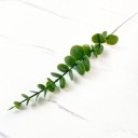 Tige en plastique d'eucalyptus 8