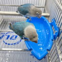 Tigela suspensa para gaiola de aves 10 x 18 x 4 cm Bacia de plástico azul para banho ou alimento Tigela para aves Papagaios Periquitos Acessórios para gaiola 2