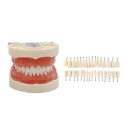 Tipo odontológico de enseñanza con 32 dientes Parte de encía suave desmontable Dientes anatómicos extraíbles + 32 piezas de repuesto 1