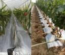Tissu de paillage de jardin 2
