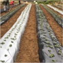 Tissu de paillage de jardin 4
