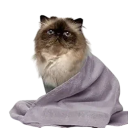 Toalla de microfibra para mascotas 35 x 75 cm Toalla absorbente de secado rápido para perros y gatos Material suave Cuidado del pelaje después del baño 1