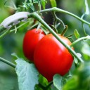 Tomatbusk frugtstyrkende 50 stk. 2