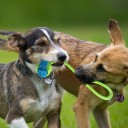Tovtrækningslegetøj til hunde 7