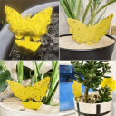 Trampas adhesivas amarillas para insectos 36 unidades Trampas adhesivas para macetas Mariposa y girasol 12,6 x 8 cm Protección de plantas 2