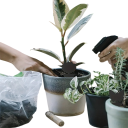 Trampas adhesivas negras de doble cara para insectos 24 unidades trampas adhesivas en forma de mariposa y flor para la protección de plantas en macetas y jardines 4