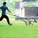 Trela elástica para cães para correr à volta da cintura Hands Free Trela reflexiva com cinto ajustável e amortecedor Condução confortável 5