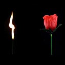 Truc de magie avec une rose 5