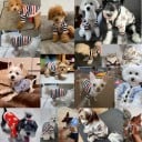 Trui voor honden 0,5–1 kg Maat XS 30 cm borstomtrek 20 cm lengte Kleurrijk gebreid kledingstuk met strepen en sluiting met drie knopen voor kleine 2