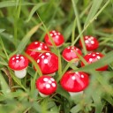 Tuindecoratie - Mini paddenstoel - 50 stuks 2
