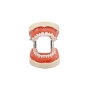 Typodont dentaire éducatif 32 dents Partie gingivale amovible douce Dents anatomiques amovibles + 32 pièces de rechange 3