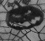 Ubrus běhoun s pavučinou a dýní 177 x 47 cm 2