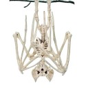 Uhyggelig Halloween-dekoration Falsk flagermusskelet Kunstig flagermusskelet til ophængning Halloween-skeletdekoration Hængende skelet flagermus 29 x 17 cm 2