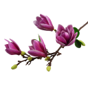 Umělá květina magnólie větev s poupaty 65 cm hedvábí růžová dekorativní květ do vázy a bytového aranžmá 6