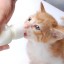 Üveg tartozékokkal kölykök és kiscicák etetéséhez 4