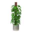 Varilla de soporte de plástico para plantas trepadoras 2 unidades 120 × 10 cm blanca para el crecimiento vertical de plantas de interior y soporte de tallos 2