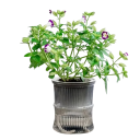 Vaso da fiori autoirrigante a due parti 10 x 12 cm Vaso in plastica con serbatoio d'acqua Vaso semitrasparente per piante d'appartamento 5