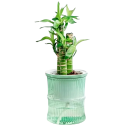 Vaso de flores autoirrigante de duas partes 10 x 12 cm Vaso de plástico com reservatório de água Vaso semi-transparente para plantas 6