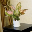 Vaso di plastica H997 3