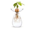 Vaso idroponico per avocado, vetro trasparente per monitorare la germinazione e le radici, altezza 14 cm, kit per la coltivazione di semi di piante e decorazione domestica 8