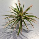 Vegetal artificial Zelenec 2
