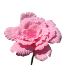 Velká umělá pivoňka realistický květ 80 cm PE tkanina dekorace do vázy na stůl komodu polici a do interiéru 11