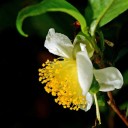 Velké balení osiva čajovníku Camellia sinensis Darjeeling 100 ks kvetoucí stálezelený keř pro hromadný výsev a kádové pěstování 2