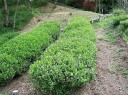 Velké balení osiva čajovníku Camellia sinensis Darjeeling 100 ks kvetoucí stálezelený keř pro hromadný výsev a kádové pěstování 3