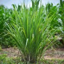Velké balení semínek voňatka ohnutá Cymbopogon flexuosus 500 ks zelená aromatická tráva pro hromadné pěstování a destilaci 2