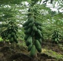 Velkoobjemové osivo papáji Carica papaya 1000 ks profi balení tropického ovocného stromu pro komerční velkoplošný výsev a školky 3