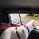 Verstellbares Halsband und Sicherheitsgurt für Hunde im Auto 2in1 Nylonriemen Schutz für Haustiere beim Reisen 2
