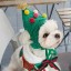 Vianočná čiapka pre psov - stromček 5