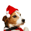 Vianočná čiapka pre psov 4