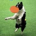 Vliegende schijf voor honden en katten siliconen 17,8 cm kleurig bijtbestendig interactieve speelgoed voor training en apport 4