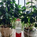 Water Spike Dispenser 6 pcs 2