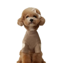 Winter Dog Coat 2.5 - 4 kg Warm Jacket for Small Dogs Insulated Coat Protection Against Cold Comfortable Winter Clothing for Puppies 3