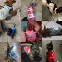 Winteranzug für Hunde XXS Wärmendes weiches Outfit für kleine Hunde 0,5–1 kg Brustumfang 25 cm Rückenlänge 15 cm Grauer Mantel im Mäusestil mit Ohren 2