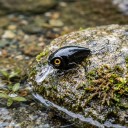 Wobler Crankbait 4,5 cm 3,5 g mit 3D Augen und zwei Drillinge Festes Kunststoffgehäuse mit Schaufel Für Barsch, Forelle und Döbel 2