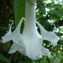 Zaden brugmansie Brugmansia arborea 30 stuks tropische houtsoort met grote hangende witte bloemen voor zaai en binnenpotteelt 3