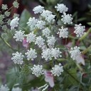 Zaden van Ammi majus, 1200 stuks, eenjarige met witte schermbloemen, aanplant voor tuinen en snijbloemen 3