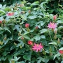 Zaden van de bananenpassievrucht Passiflora mollissima 5 st Populaire klimplant met langwerpige gele eetbare vruchten Voor de kas en als ondersteuning 3