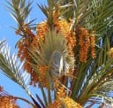 Zaden van de echte dadelpalm Phoenix dactylifera 5 stuks Palma met eetbare zoete dadels en geveerde bladeren Voor pot en kas 1